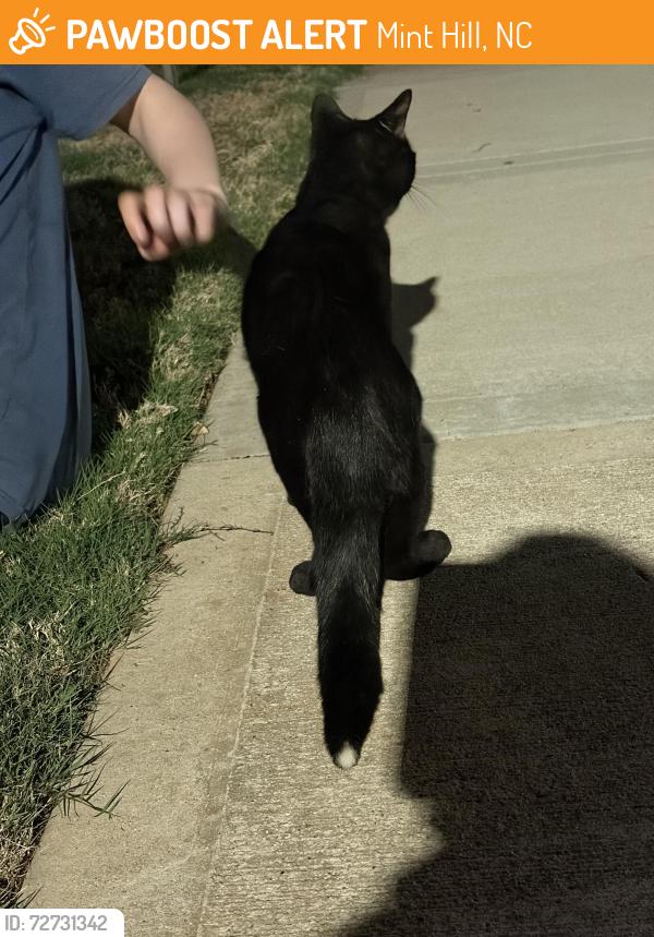 Found/Stray Male Cat last seen Lemmond farm apmts, Mint Hill, NC 28227