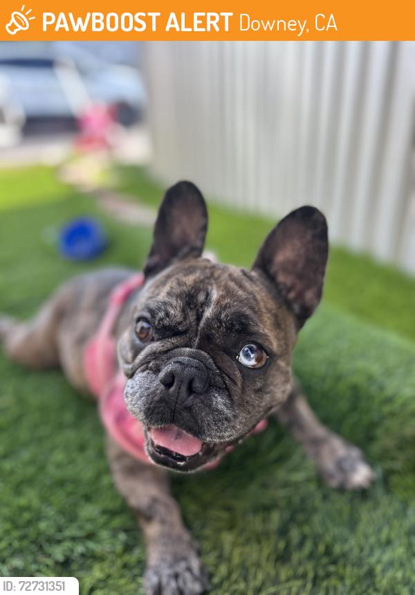 Found/Stray Female Dog last seen Lakewood blvd , Downey, CA 90241