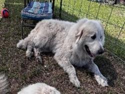 Shelter Stray Unknown Dog last seen SE HWY 450/RIGDON RD UMATILLA 32784, Deer Island, FL 32778