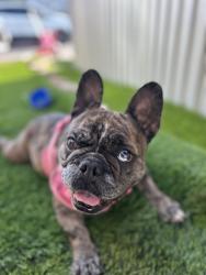 Found/Stray Female Dog last seen Lakewood blvd , Downey, CA 90241