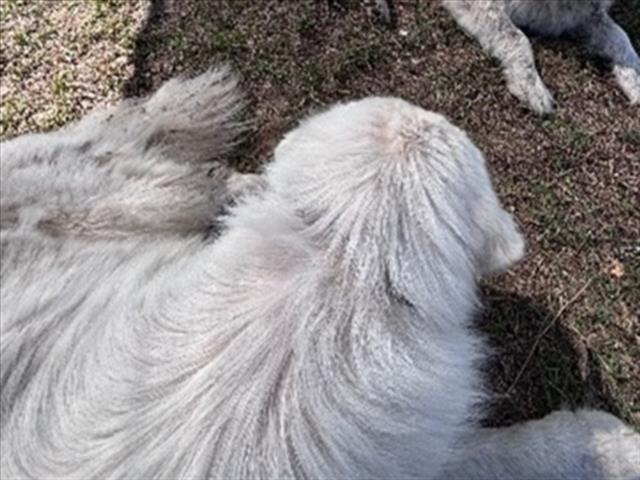 Shelter Stray Unknown Dog last seen SE HWY 450/RIGDON RD UMATILLA 32784, Deer Island, FL 32778