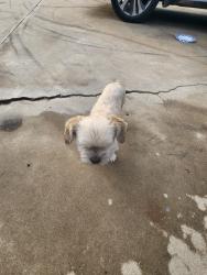 Lost Male Dog last seen Near Monterey st , Bakersfield, CA 93306