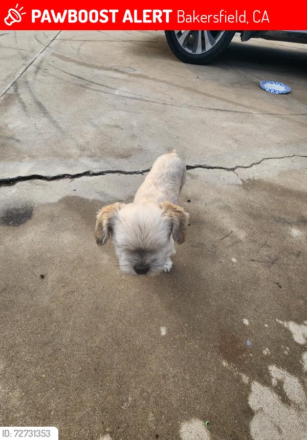 Lost Male Dog last seen Near Monterey st , Bakersfield, CA 93306