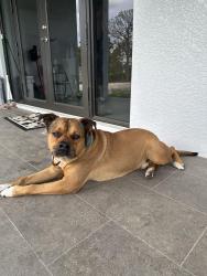 Lost Male Dog last seen Near Ave NE , Naples, FL 34120