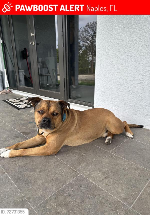 Lost Male Dog last seen Near Ave NE , Naples, FL 34120