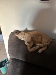 Lost Male Cat last seen Georgetowne Ln, Sarasota, FL 34236