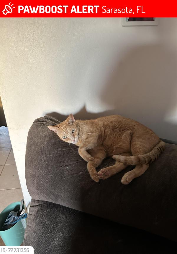 Lost Male Cat last seen Georgetowne Ln, Sarasota, FL 34236