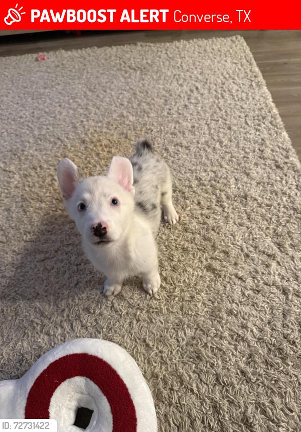 Lost Male Dog last seen Coves knox ridge, Converse, TX 78109