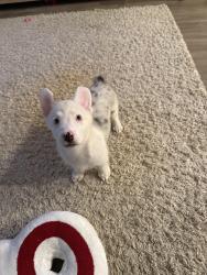 Lost Male Dog last seen Coves knox ridge, Converse, TX 78109