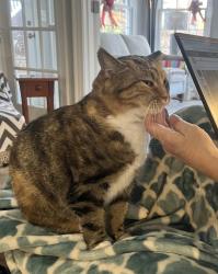Lost Female Cat last seen Off Old Humble Mill Rd, Asheboro, Asheboro, NC 27205