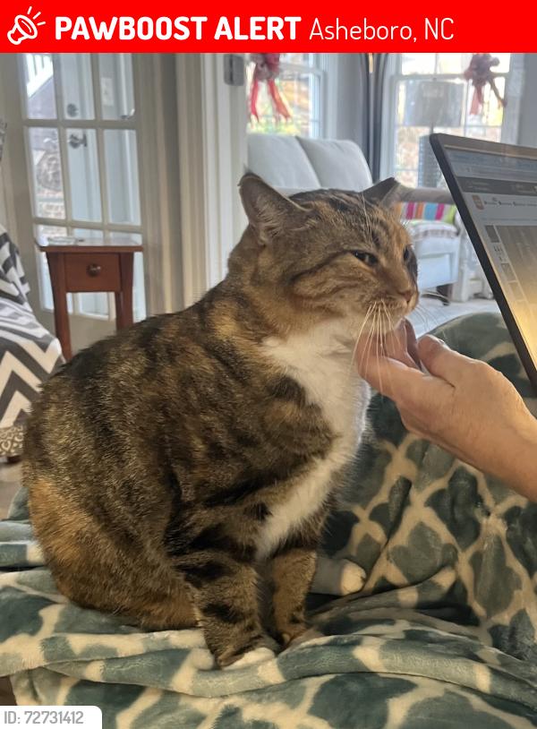 Lost Female Cat last seen Off Old Humble Mill Rd, Asheboro, Asheboro, NC 27205
