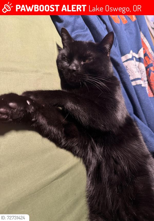 Lost Male Cat last seen Greentree, Lake Oswego, OR 97034