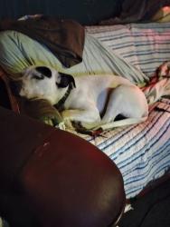 Lost Male Dog last seen Sorrento and Gold Beach highway, Pensacola, FL 32506