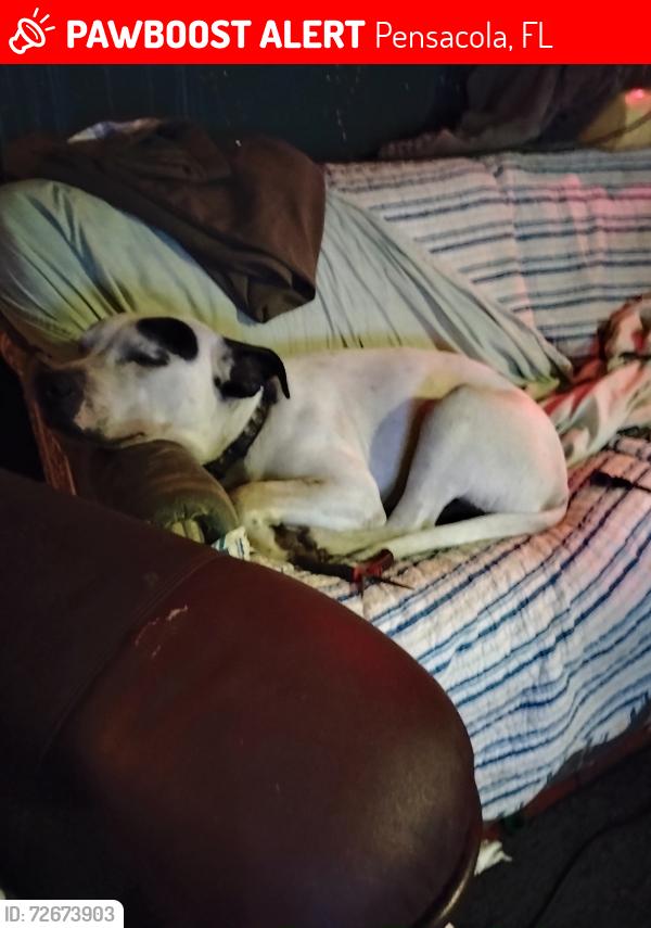 Lost Male Dog last seen Sorrento and Gold Beach highway, Pensacola, FL 32506