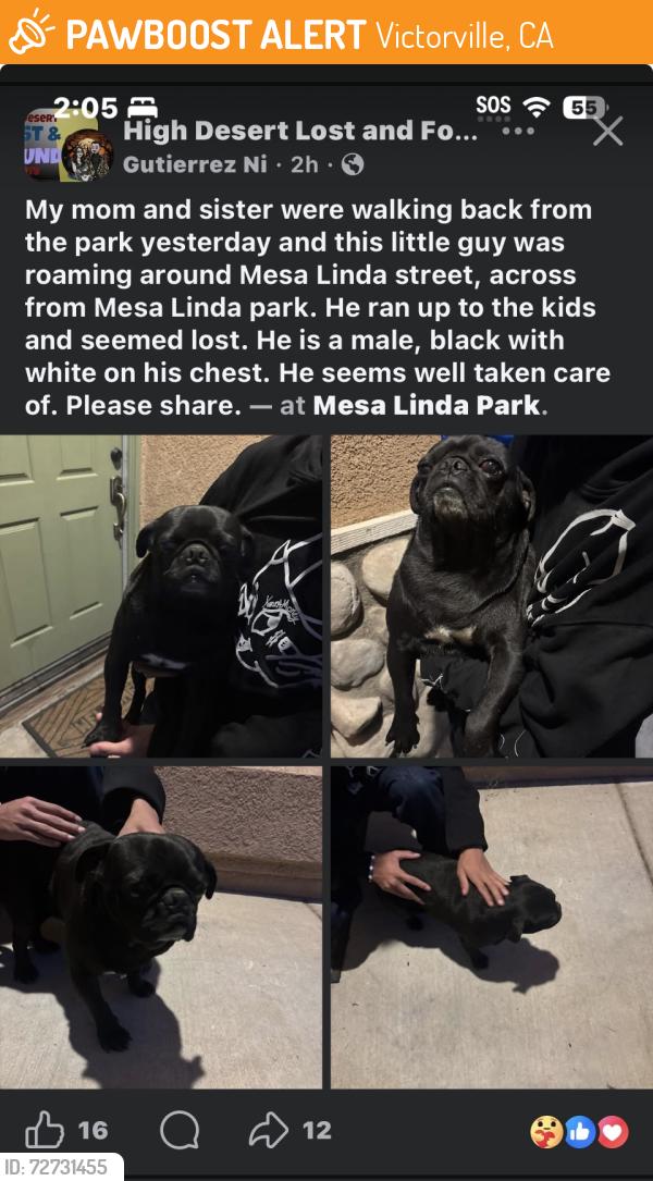 Found/Stray Male Dog last seen mesa linda park , Victorville, CA 92392
