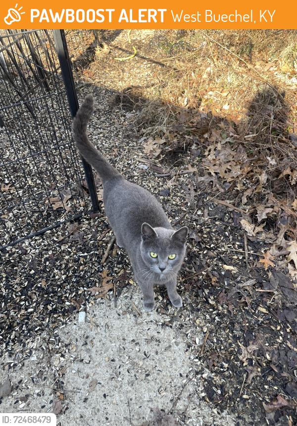 Found/Stray Female Cat last seen Price Elementary , West Buechel, KY 40218