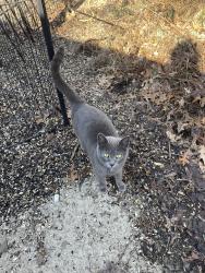 Found/Stray Female Cat last seen Price Elementary , West Buechel, KY 40218