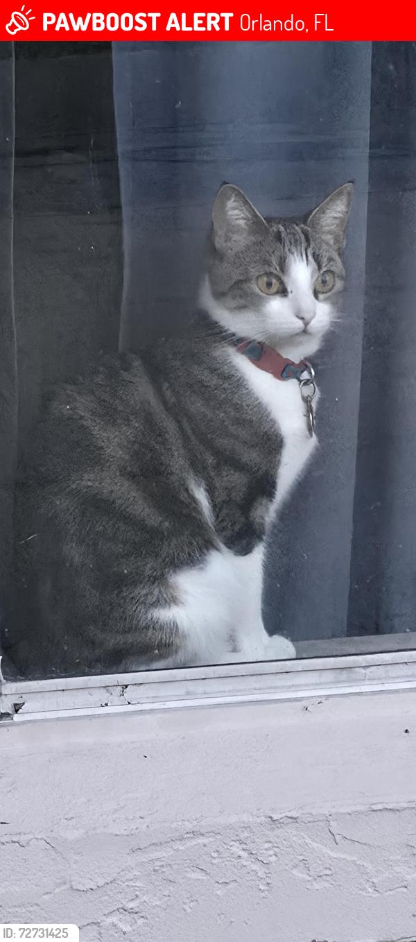 Lost Female Cat last seen Riven pines neighborhood , Orlando, FL 32826