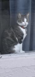 Lost Female Cat last seen Riven pines neighborhood , Orlando, FL 32826