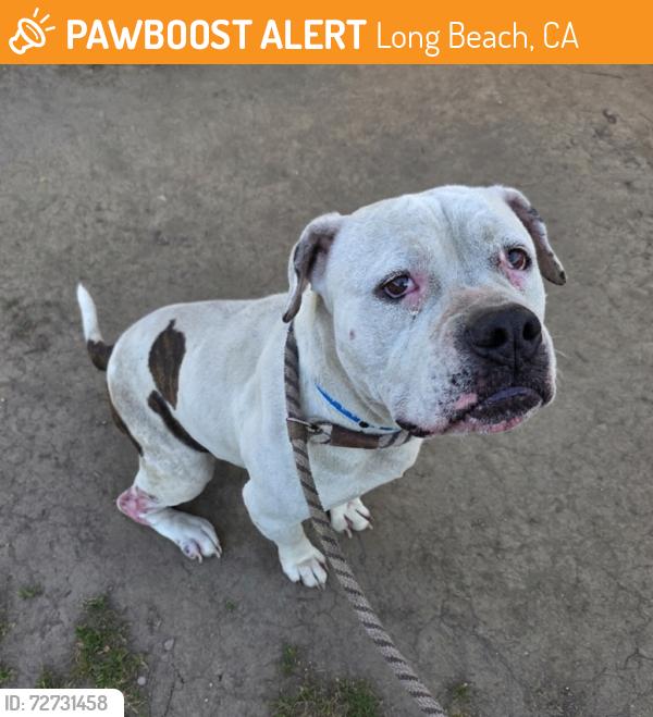 Found/Stray Male Dog last seen Near East Mountain View Street, Long Beach, CA, USA, Long Beach, CA 90805