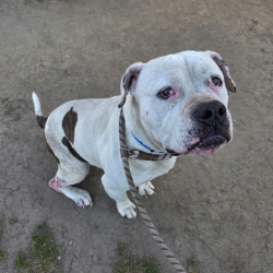 Found/Stray Male Dog last seen Near East Mountain View Street, Long Beach, CA, USA, Long Beach, CA 90805