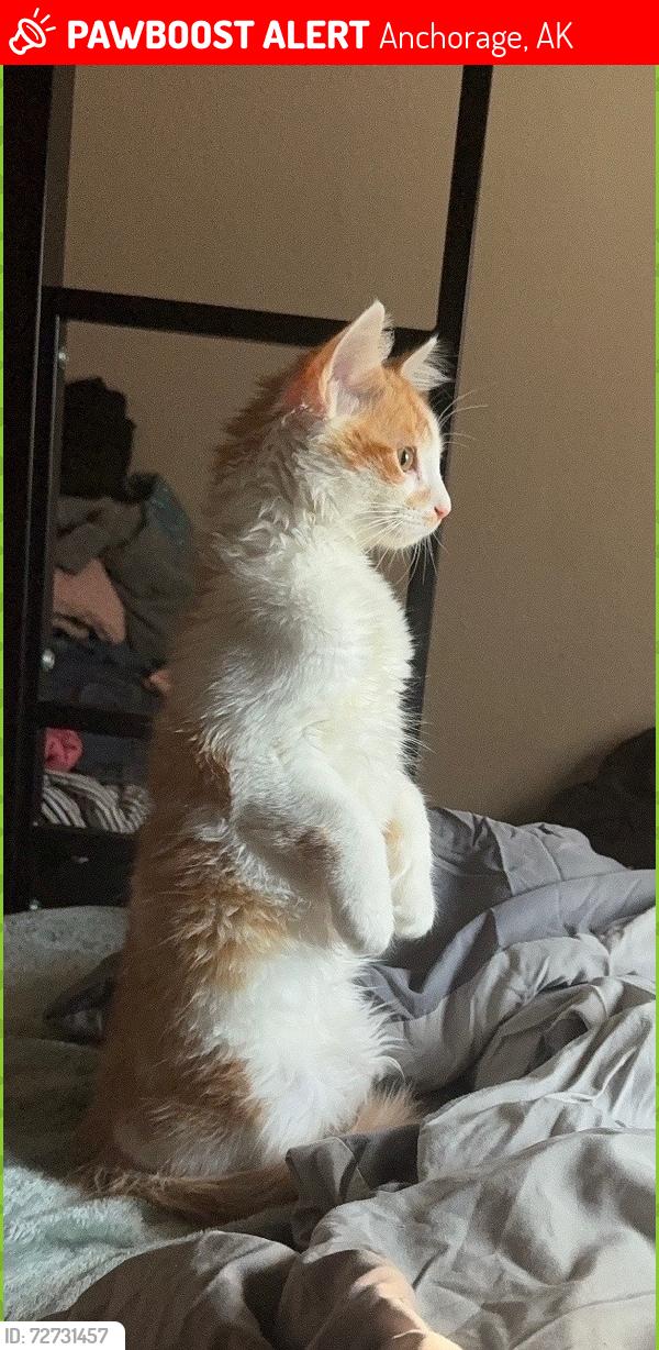 Lost Male Cat last seen Near Nelchina Street , Anchorage, AK 99501