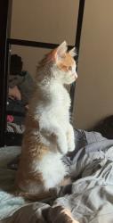 Lost Male Cat last seen Near Nelchina Street , Anchorage, AK 99501