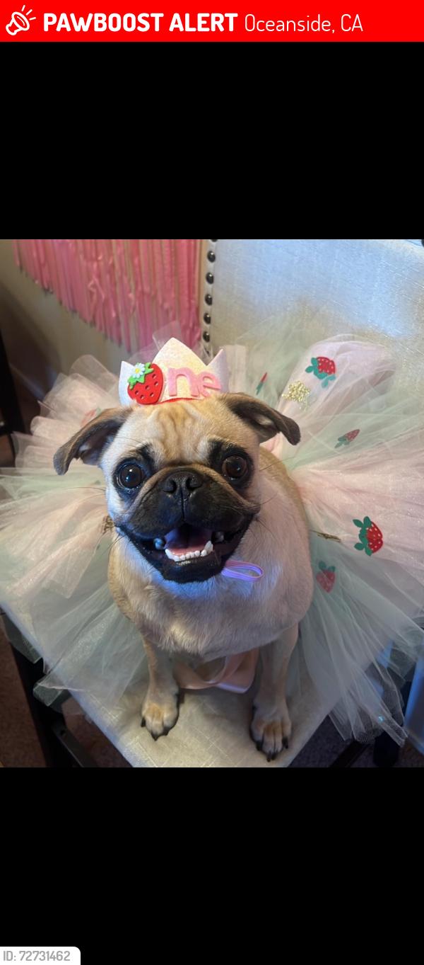 Lost Female Dog last seen John landes park , Oceanside, CA 92056