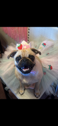 Lost Female Dog last seen John landes park , Oceanside, CA 92056