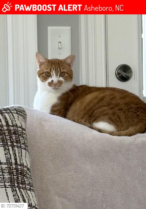 Lost Male Cat last seen Off Old Humble Mill Rd, Asheboro, Asheboro, NC 27205
