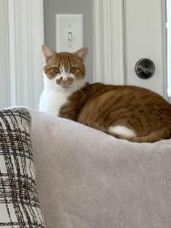 Lost Male Cat last seen Off Old Humble Mill Rd, Asheboro, Asheboro, NC 27205
