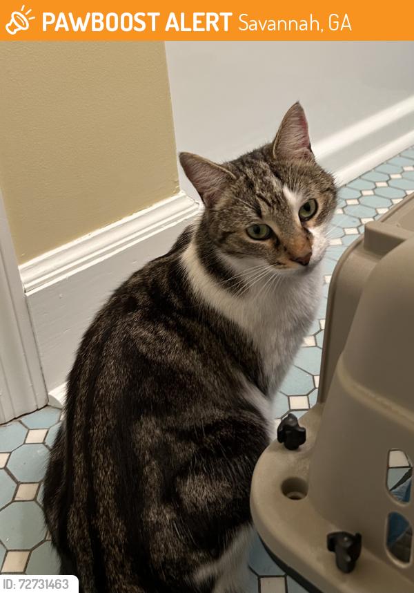 Found/Stray Unknown Cat last seen Truman Linear Trail & Eisenhower, Savannah, GA 31406