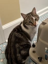 Found/Stray Unknown Cat last seen Truman Linear Trail & Eisenhower, Savannah, GA 31406