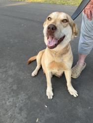 Found/Stray Female Dog last seen Konnoak , Winston-Salem, NC 27107