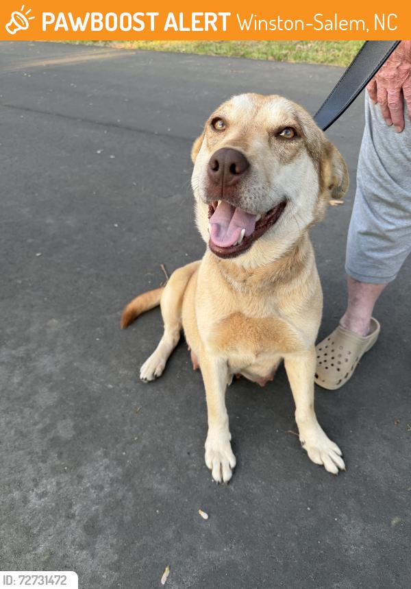 Found/Stray Female Dog last seen Konnoak , Winston-Salem, NC 27107