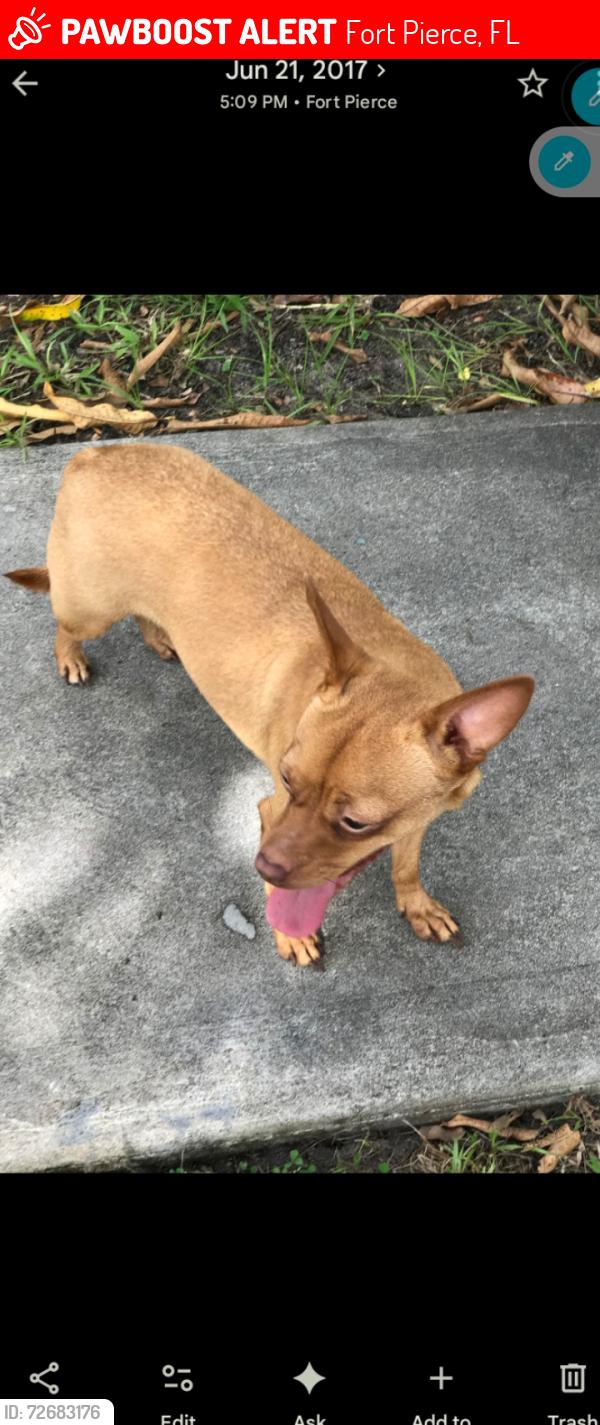 Lost Female Dog last seen 17th street   and ave I, Fort Pierce, FL 34950