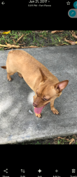 Lost Female Dog last seen 17th street   and ave I, Fort Pierce, FL 34950