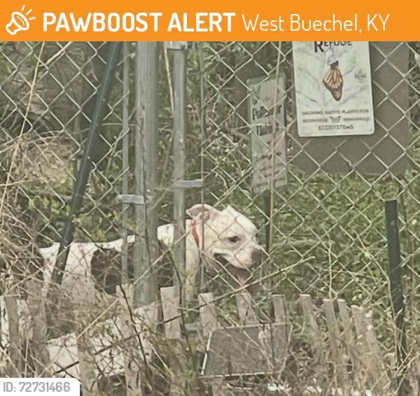 Found/Stray Unknown Dog last seen Price Elementary , West Buechel, KY 40218