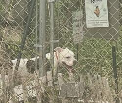 Found/Stray Unknown Dog last seen Price Elementary , West Buechel, KY 40218