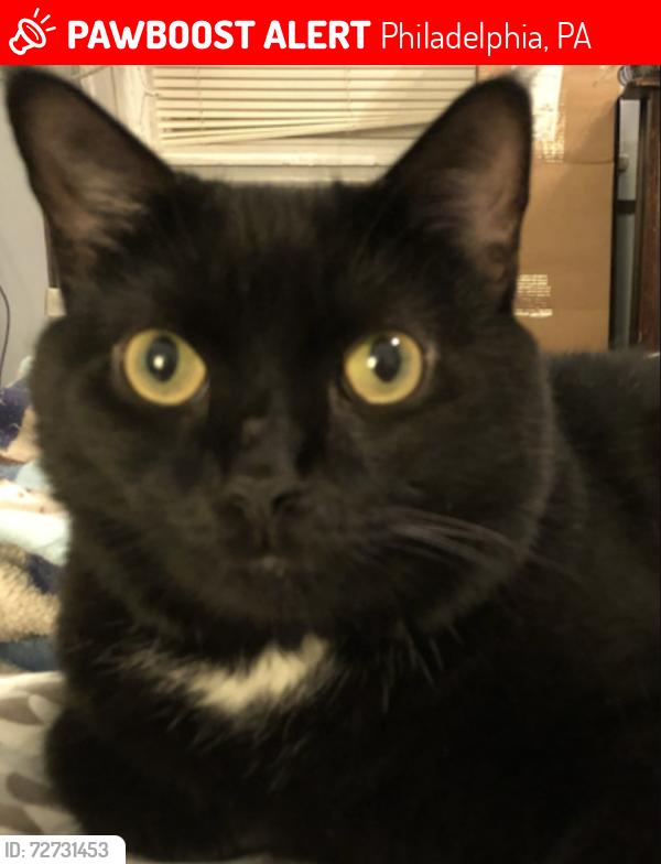 Lost Female Cat last seen 51st and Walnut, Philadelphia, PA 19139