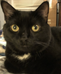 Lost Female Cat last seen 51st and Walnut, Philadelphia, PA 19139