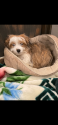 Lost Male Dog last seen Tennessee ridge rd in Fort Smith, Fort Smith, AR 72916