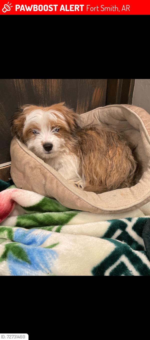 Lost Male Dog last seen Tennessee ridge rd in Fort Smith, Fort Smith, AR 72916