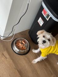 Lost Male Dog last seen Near N 5th St, Philadelphia, PA 19140, Philadelphia, PA 19140