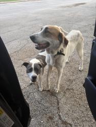 Found/Stray Male Dog last seen Near FM Law Park, Houston, TX 77033