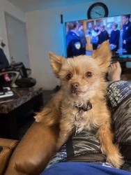 Reunited Female Dog last seen Villas de Mirasol apmts , Roswell, GA 30076