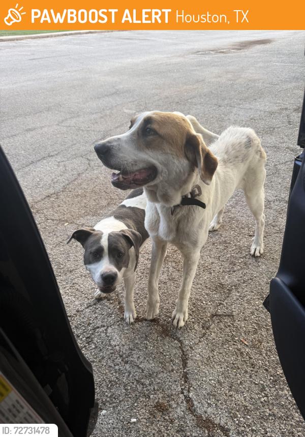 Found/Stray Male Dog last seen Near FM Law Park, Houston, TX 77033