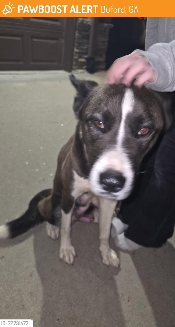 Found/Stray Female Dog last seen Elm Tree Drive , Buford, GA 30518