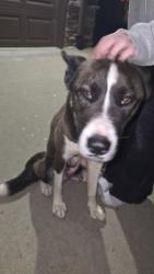 Found/Stray Female Dog last seen Elm Tree Drive , Buford, GA 30518