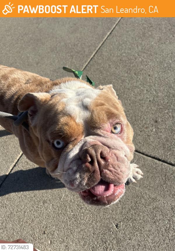 Found/Stray Male Dog last seen Waller street, San Leandro, CA 94577